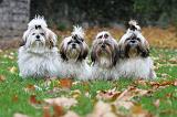 SHIH TZU 135